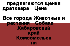 предлагаются щенки дратхаара › Цена ­ 20 000 - Все города Животные и растения » Собаки   . Хабаровский край,Комсомольск-на-Амуре г.